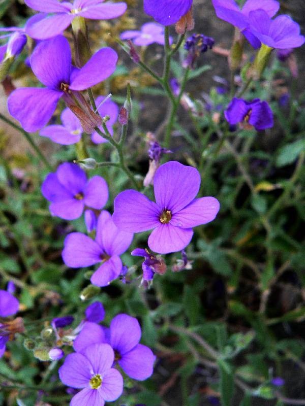 Unser Orchideenpark Bild Nr.117